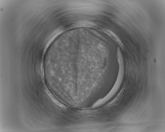 X0000070250796200606301624