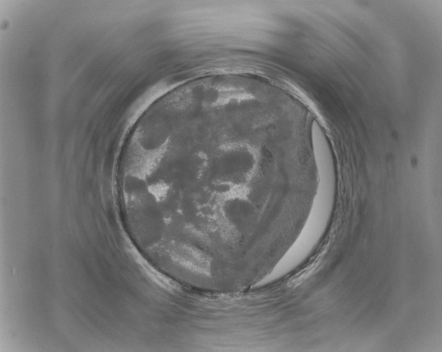 X0000070250803200606301624