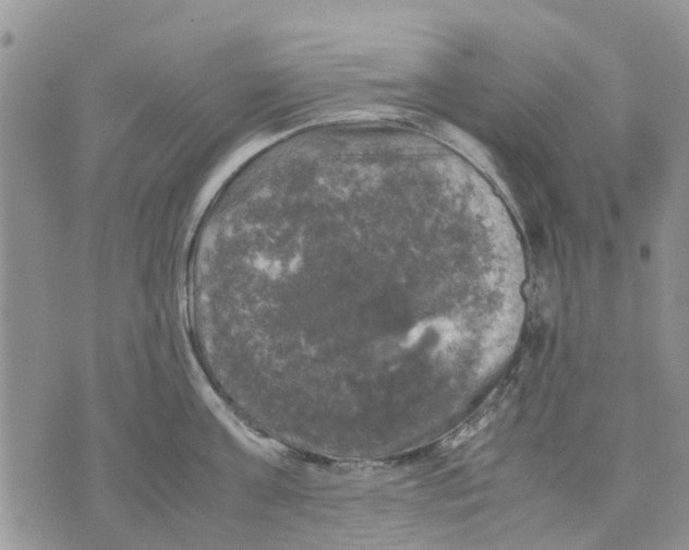 X0000070250811200606301624