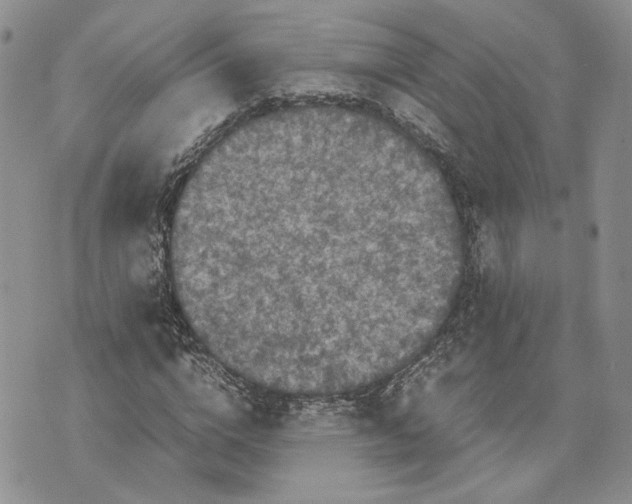 X0000070250824200606301623