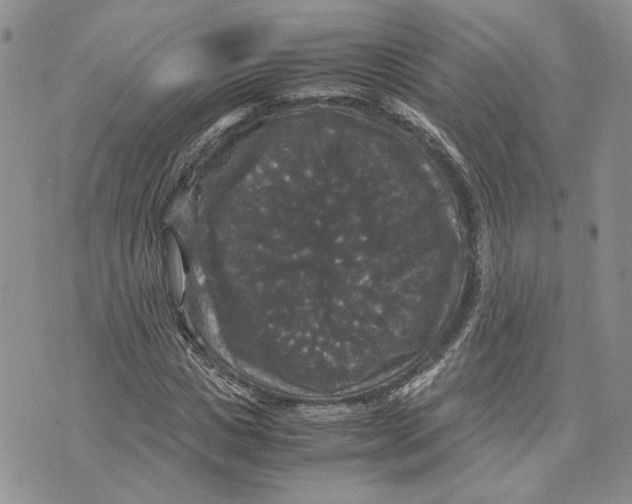 X0000070250825200606301623