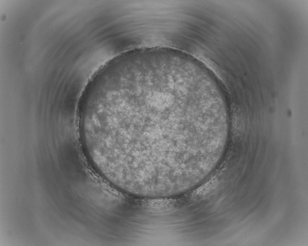 X0000070250832200606301624