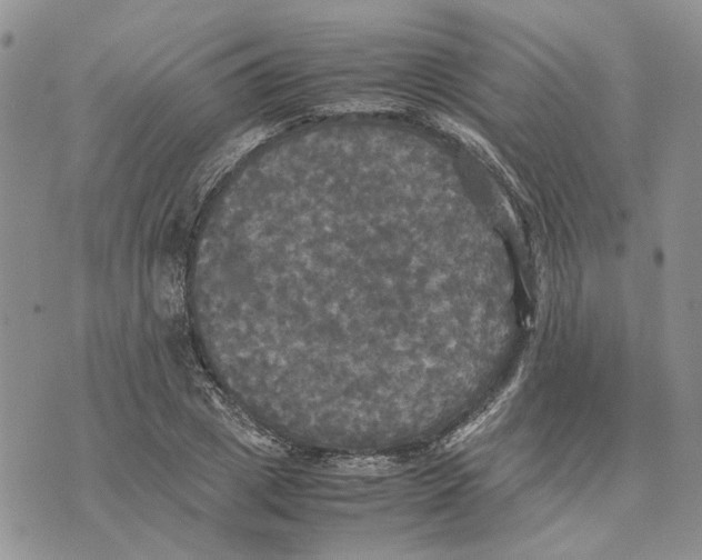 X0000070250833200606301624