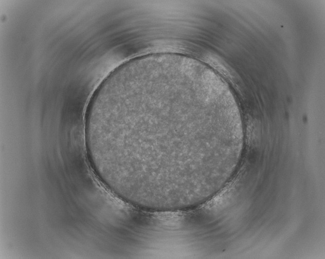 X0000070250836200606301624