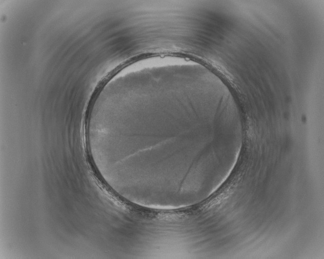 X0000070250840200606301624