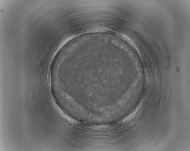 X0000070250843200606301624