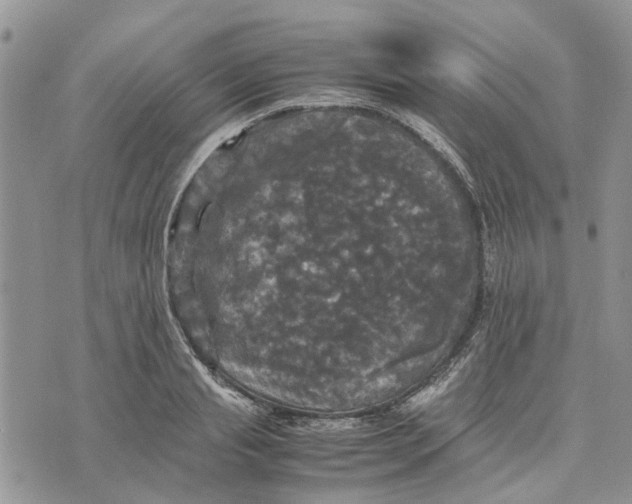 X0000070250845200606301624