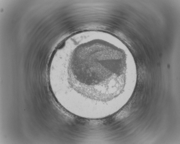 X0000070250848200606301624