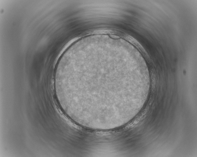 X0000070250852200606301624