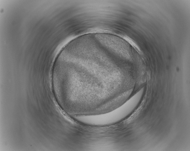 X0000070250854200606301624