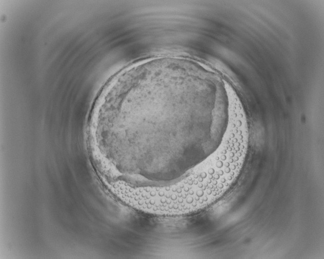 X0000070250856200606301624