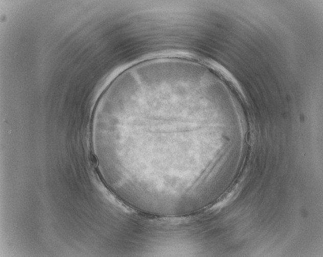 X0000070250860200606301624