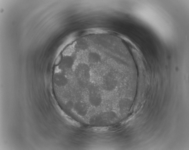 X0000070250861200606301624