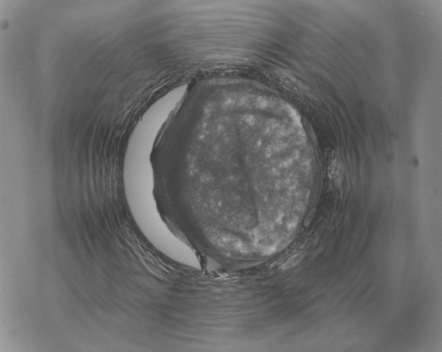 X0000070250868200606301623