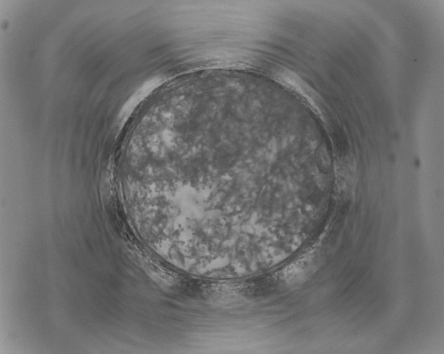 X0000070250875200606301623