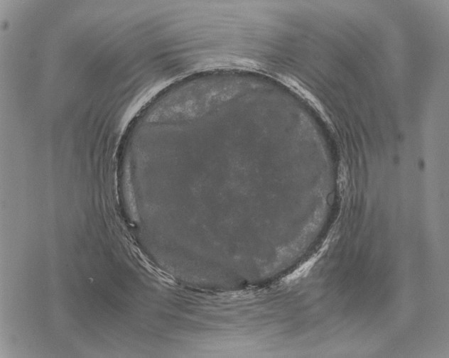 X0000070250877200606301623