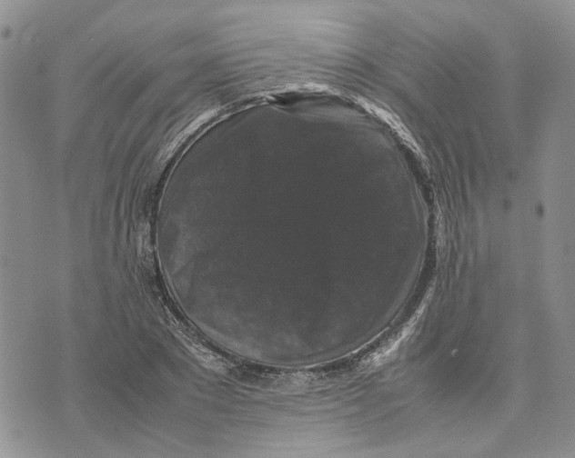 X0000070250881200606301623