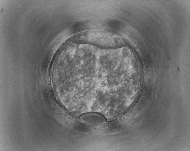 X0000070250883200606301623