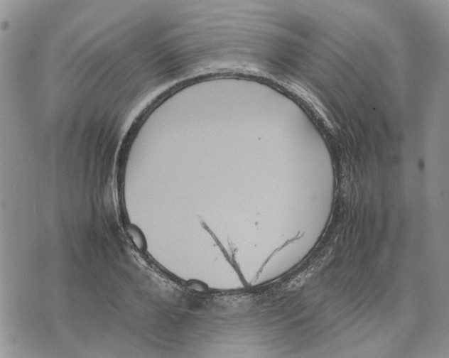 X0000070250888200606301623