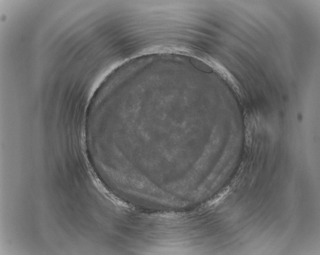 X0000070250896200606301623