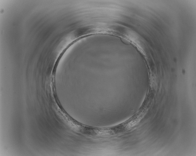 X0000070250899200606301623