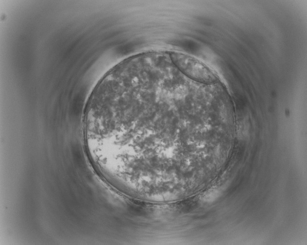 X0000070250903200606301623