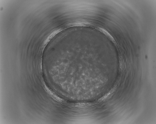 X0000070250938200606301622