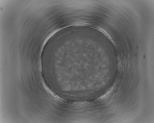 X0000070250939200606301622