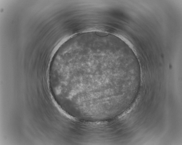 X0000070250949200606301622