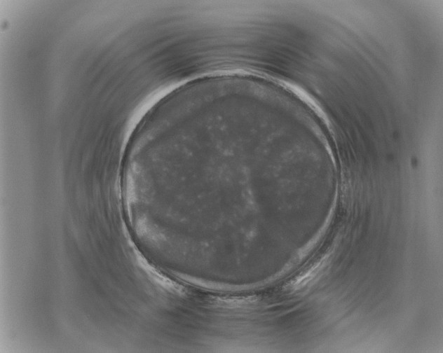 X0000070250951200606301622