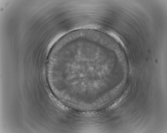 X0000070250952200606301622