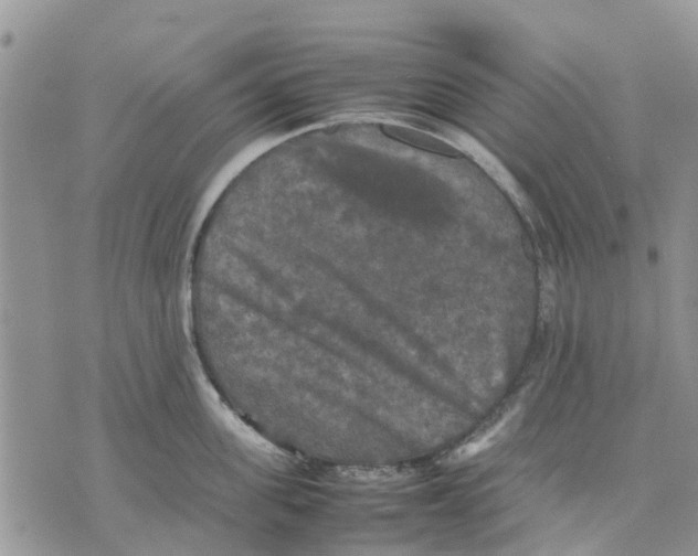 X0000070250955200606301622