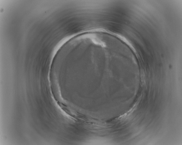 X0000070250959200606301622