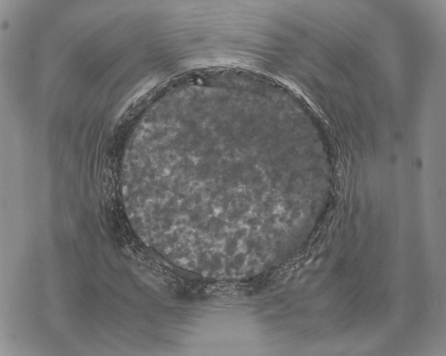 X0000070250967200606301622