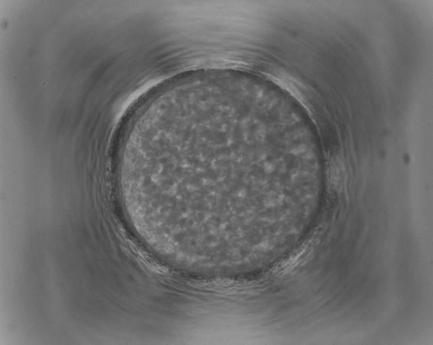 X0000070250971200606301622