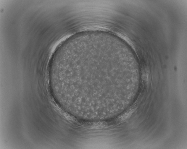 X0000070250979200606301621