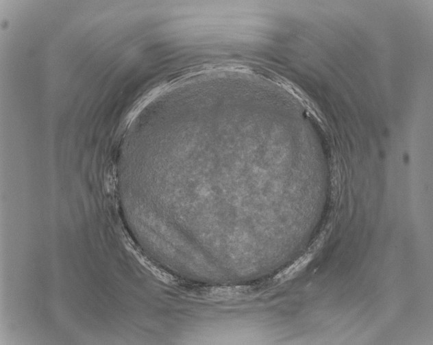 X0000070250985200606301621