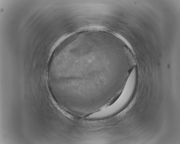 X0000070250989200606301621