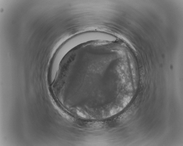 X0000070250991200606301621