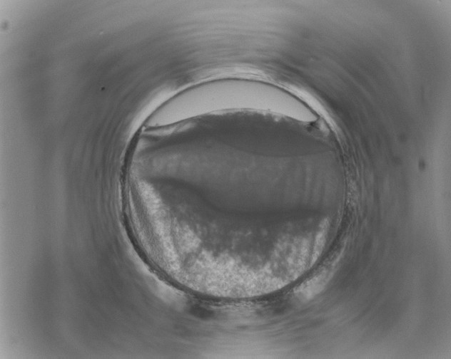 X0000070250999200606301621