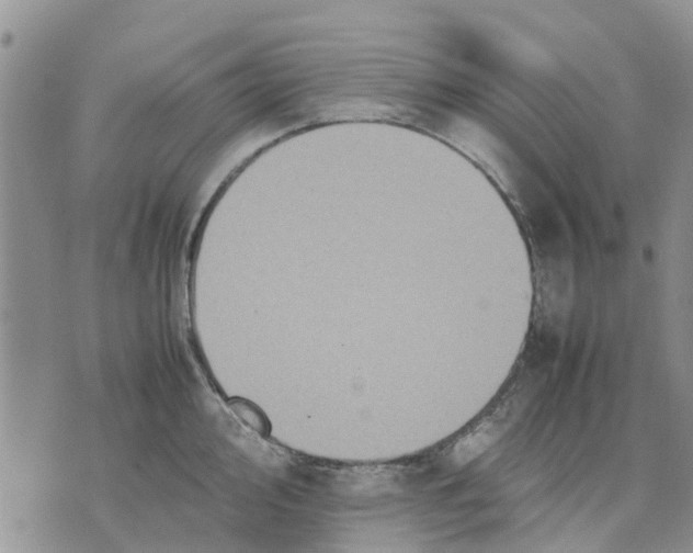 X0000070251000200606301621