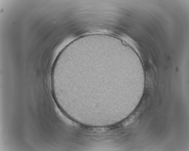 X0000070251003200606301621