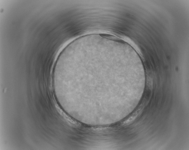 X0000070251004200606301621