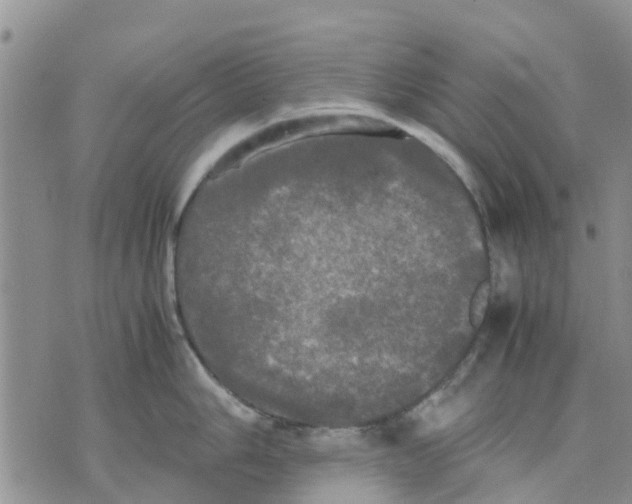 X0000070251006200606301621