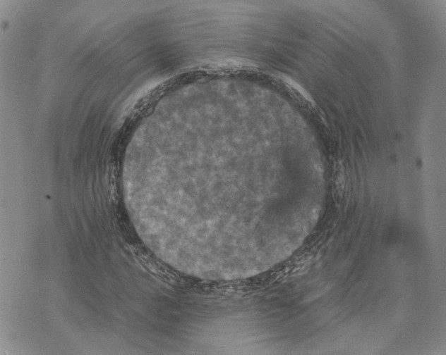 X0000070251016200606301620