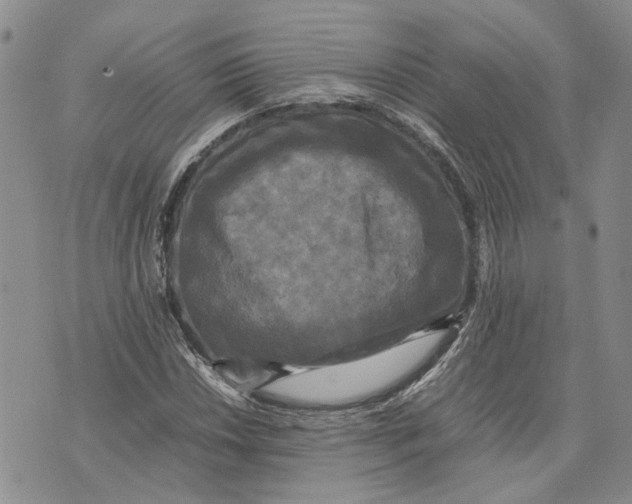 X0000070251018200606301620