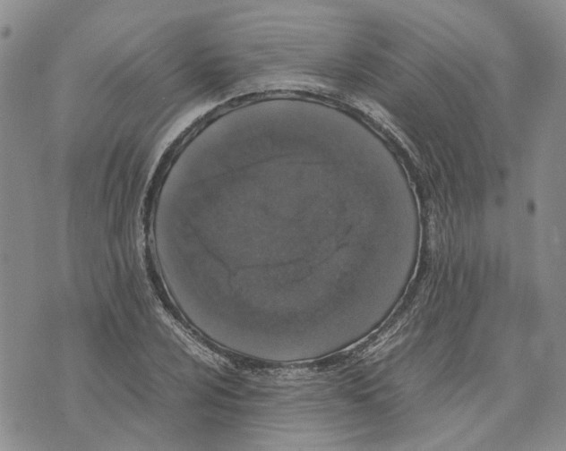 X0000070251024200606301620