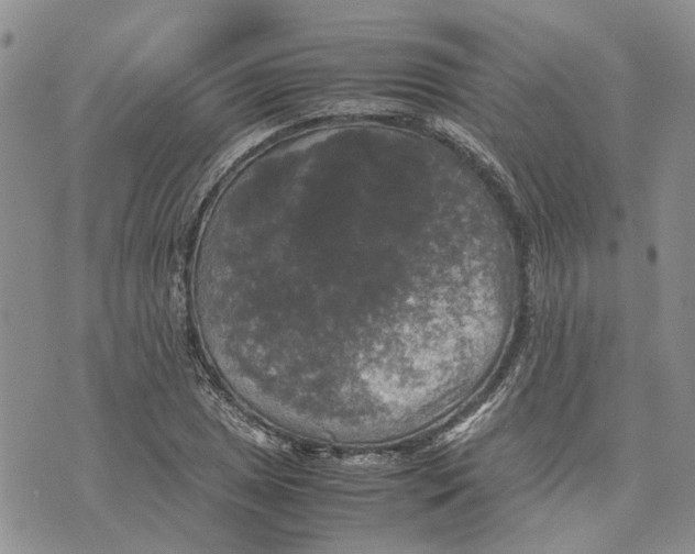 X0000070251025200606301620