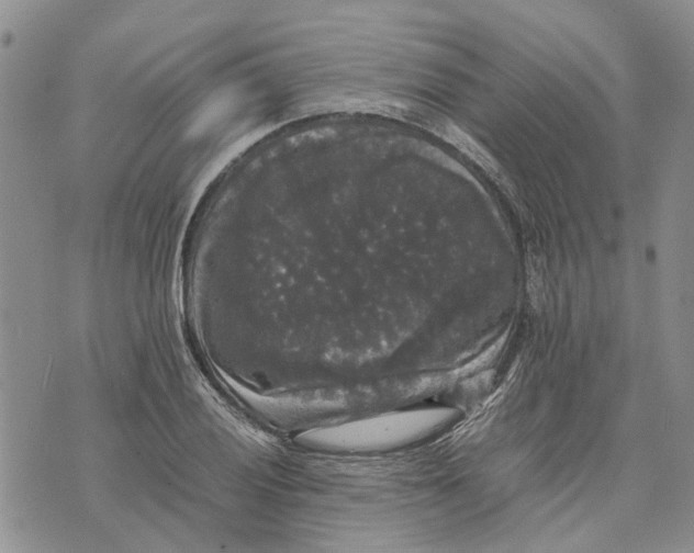 X0000070251028200606301620