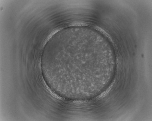 X0000070251033200606301621